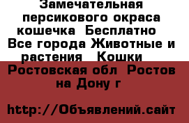 Замечательная персикового окраса кошечка. Бесплатно - Все города Животные и растения » Кошки   . Ростовская обл.,Ростов-на-Дону г.